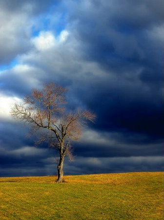 Solitary Tree #2