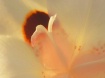 African Iris Dawn