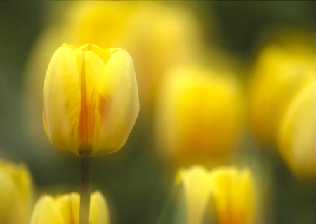 Spring Tulips