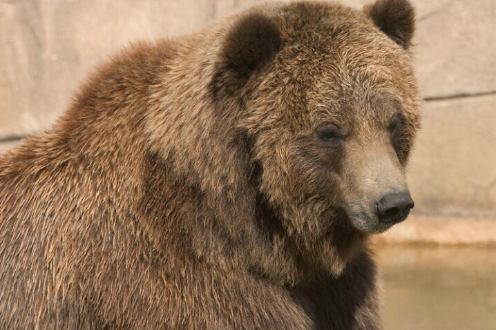 Brown Bear - Milwaukee County Zoo - ID: 333544 © Robert Hambley