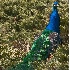 © Robert Hambley PhotoID # 333547: Peacock