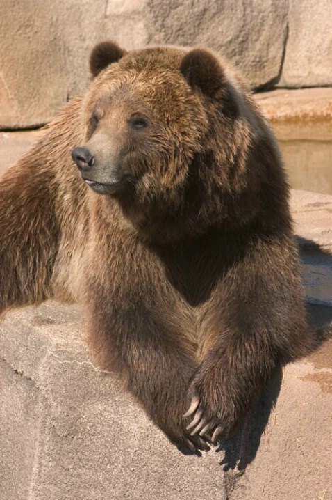 Brown Bear - Milwaukee County Zoo - ID: 333550 © Robert Hambley