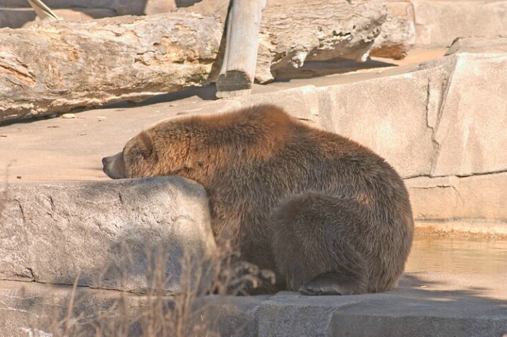 Tired Brown Bear - ID: 333552 © Robert Hambley