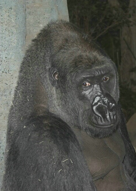 Gorilla - Milwaukee County Zoo - ID: 333566 © Robert Hambley