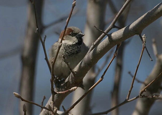 House Sparrow perch in backyard tree. - ID: 333597 © Robert Hambley