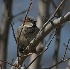 © Robert Hambley PhotoID # 333597: House Sparrow perch in backyard tree.