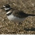 © Robert Hambley PhotoID # 333599: Killdeer