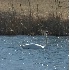 © Robert Hambley PhotoID # 333620: Mute Swan