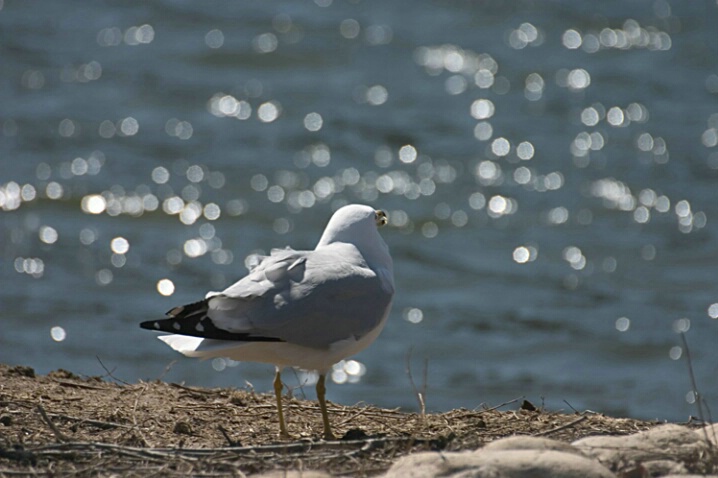 Ring Billed Gull on the lakefront - ID: 333622 © Robert Hambley