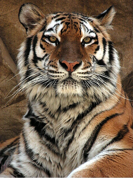 Siberian Tiger