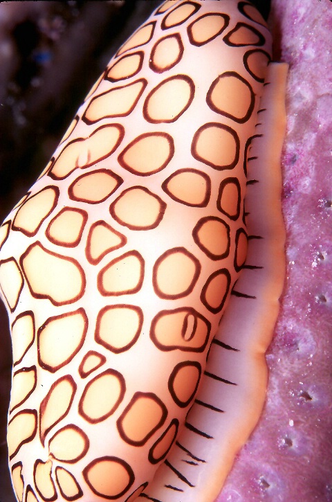 Flamingo Tongue