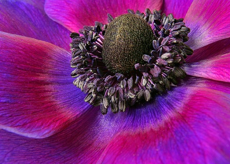 Amazing Anemone