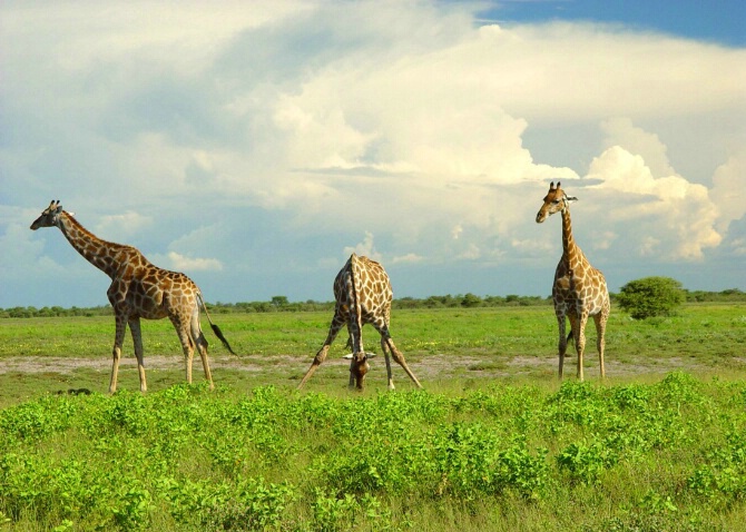 Three Giraffes - ID: 335858 © Viveca Venegas