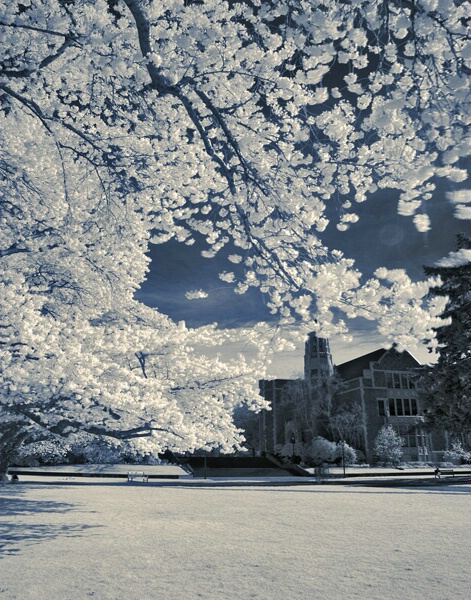 Infrared Blossoms