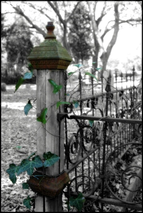 The Garden Fence