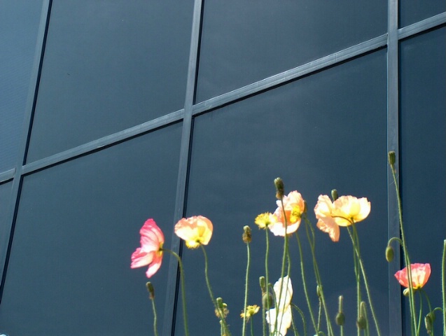 Poppy's At Noon