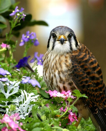 American Kestral #3