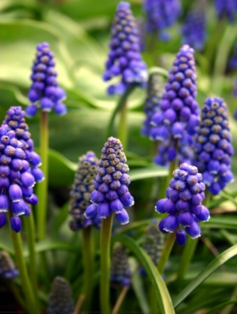 Blue Bells