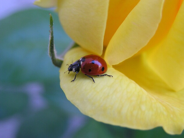 Red on Yellow