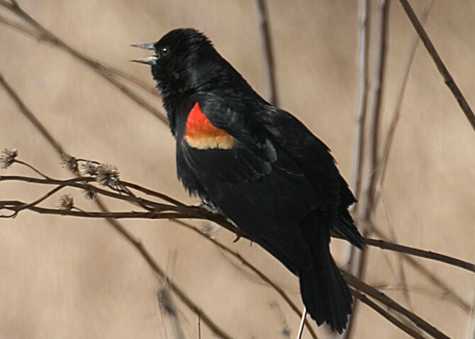 Singing Red Wing Blackbird - ID: 337717 © Robert Hambley