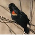 © Robert Hambley PhotoID # 337717: Singing Red Wing Blackbird