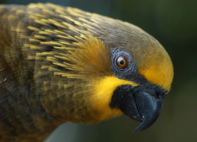 Duyvenbode's Lory