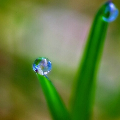 dewdrops #1