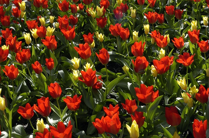 Tulips