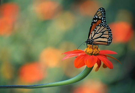 Monarch with zinnia