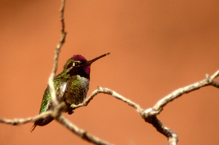 Anna's Hummingbird