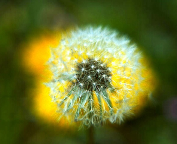 Dandelion