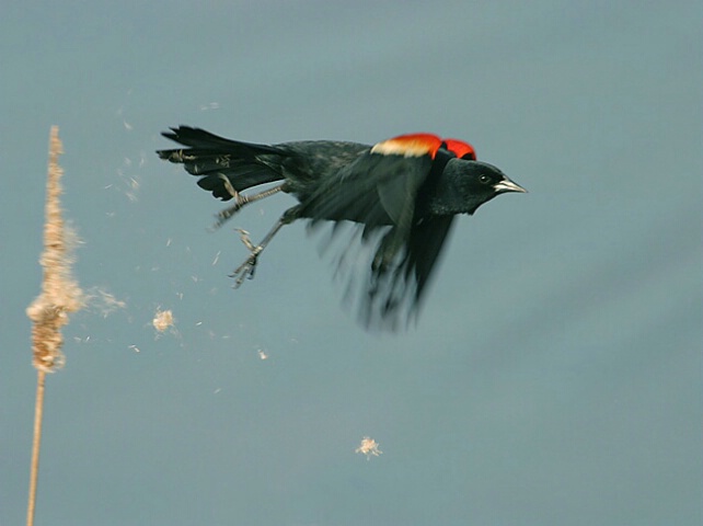 Red Winged Blackbird Take Off