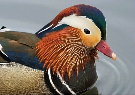 Colorful Portrait