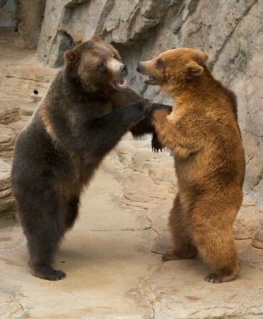 Grizzly Play II