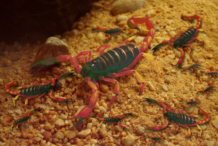 Scorpion Family