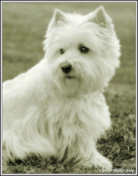 Westie from the Northeast