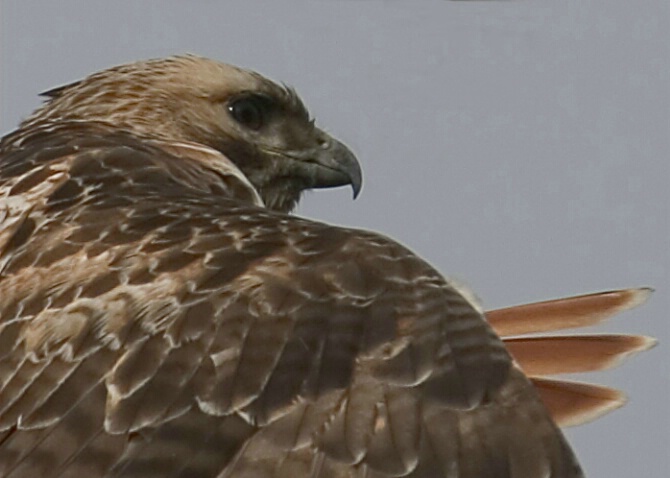 Close Up of Red Tail Hawk - ID: 341386 © Robert Hambley