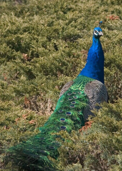 Peacock, Milwaukee County Zoo - ID: 341508 © Robert Hambley
