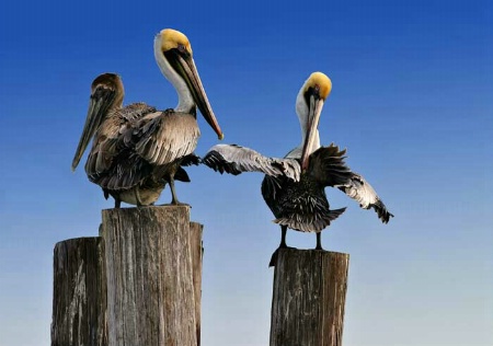 Brown Pelicans