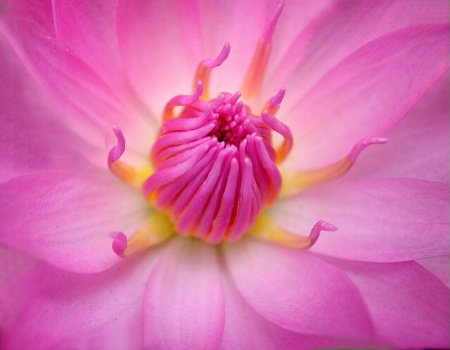 Polen of Pink Water Lily