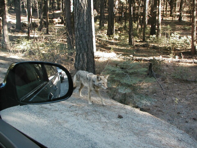 Coyotes Everywhere !
