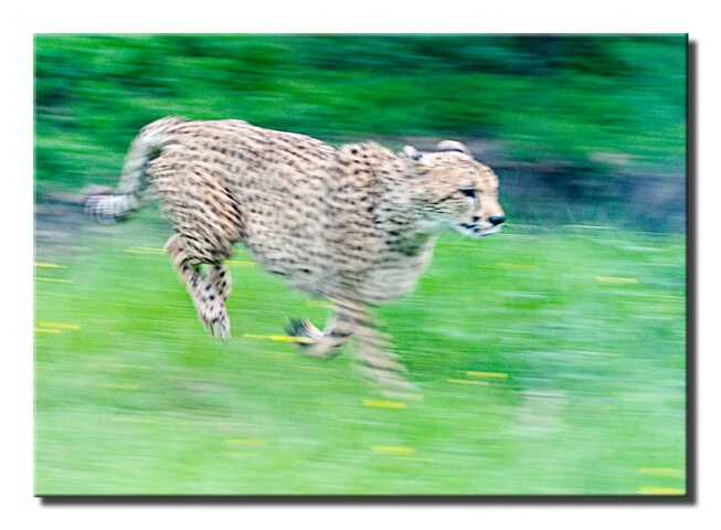 Running cheetah