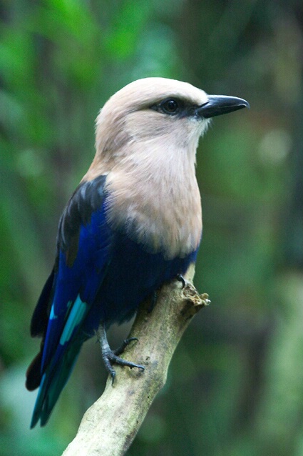 Bird - ID: 342453 © Sharon E. Lowe