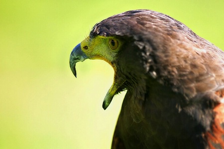 Hungry Falcon