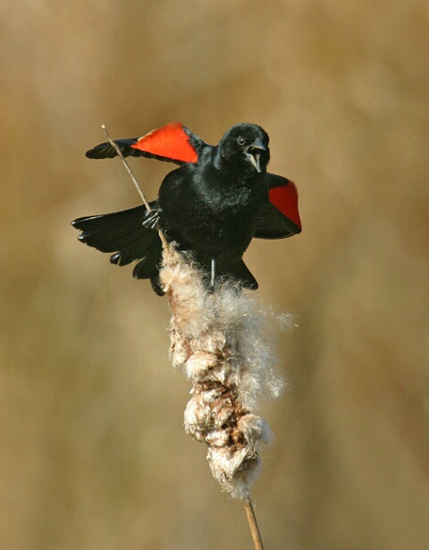 Singing RedWinged BlackBird