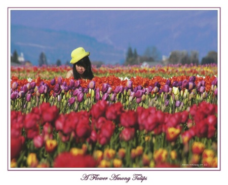 A flower among Tulips