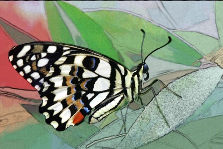 Painted Butterfly