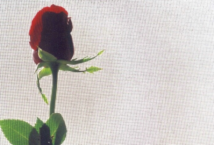 screened rose
