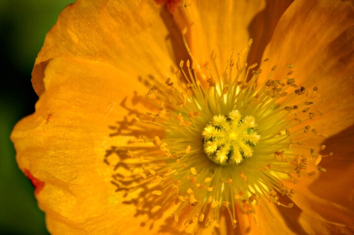 Yellow LA Poppy