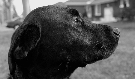 Very friendly dog just hangin' out